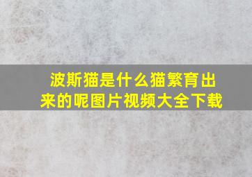 波斯猫是什么猫繁育出来的呢图片视频大全下载