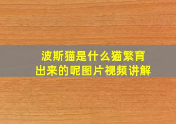 波斯猫是什么猫繁育出来的呢图片视频讲解