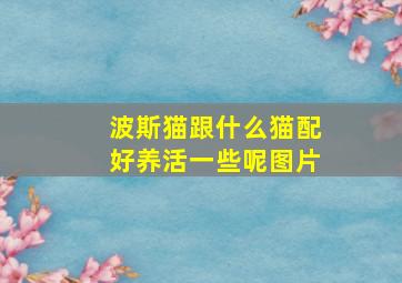 波斯猫跟什么猫配好养活一些呢图片