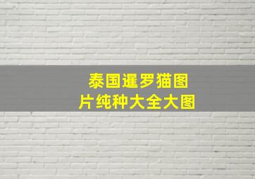 泰国暹罗猫图片纯种大全大图