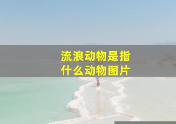 流浪动物是指什么动物图片