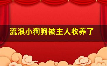 流浪小狗狗被主人收养了