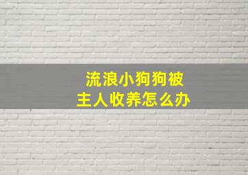 流浪小狗狗被主人收养怎么办