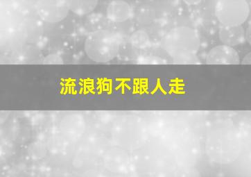 流浪狗不跟人走