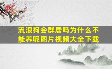 流浪狗会群居吗为什么不能养呢图片视频大全下载