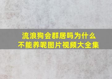 流浪狗会群居吗为什么不能养呢图片视频大全集