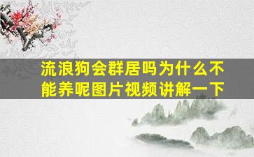 流浪狗会群居吗为什么不能养呢图片视频讲解一下