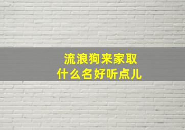 流浪狗来家取什么名好听点儿