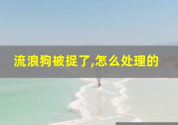 流浪狗被捉了,怎么处理的