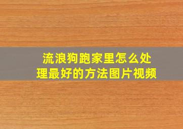 流浪狗跑家里怎么处理最好的方法图片视频