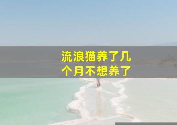 流浪猫养了几个月不想养了