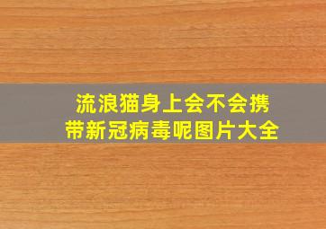 流浪猫身上会不会携带新冠病毒呢图片大全