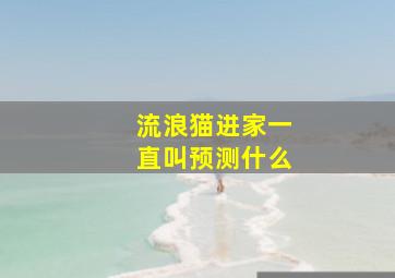 流浪猫进家一直叫预测什么