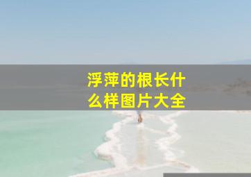 浮萍的根长什么样图片大全