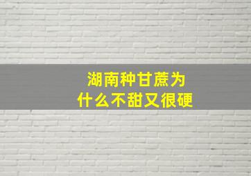 湖南种甘蔗为什么不甜又很硬