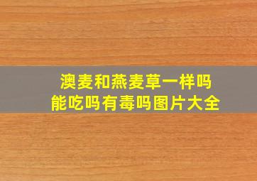 澳麦和燕麦草一样吗能吃吗有毒吗图片大全