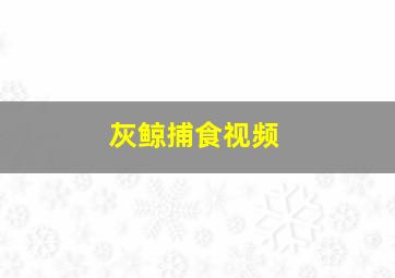 灰鲸捕食视频