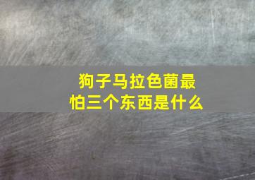 狗子马拉色菌最怕三个东西是什么