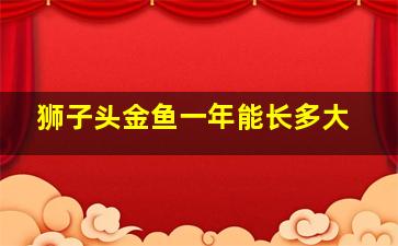 狮子头金鱼一年能长多大