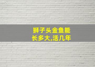 狮子头金鱼能长多大,活几年