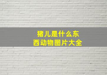 猪儿是什么东西动物图片大全