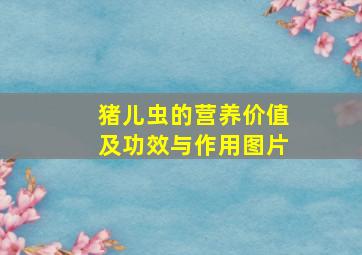 猪儿虫的营养价值及功效与作用图片