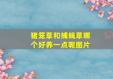 猪笼草和捕蝇草哪个好养一点呢图片