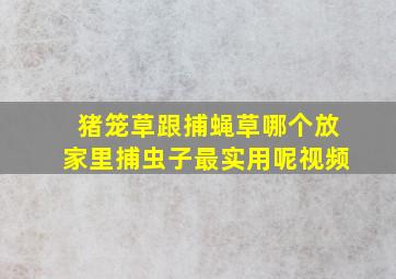 猪笼草跟捕蝇草哪个放家里捕虫子最实用呢视频