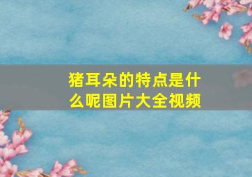 猪耳朵的特点是什么呢图片大全视频