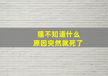 猫不知道什么原因突然就死了