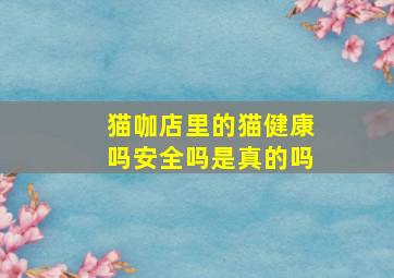 猫咖店里的猫健康吗安全吗是真的吗