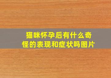 猫咪怀孕后有什么奇怪的表现和症状吗图片