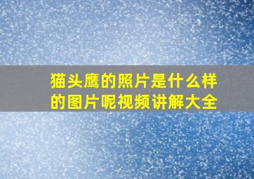 猫头鹰的照片是什么样的图片呢视频讲解大全