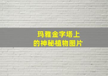 玛雅金字塔上的神秘植物图片