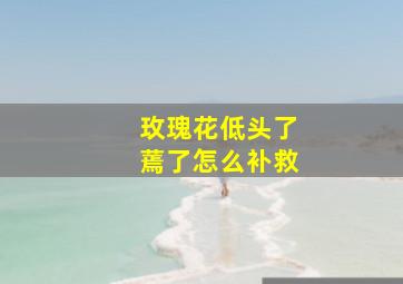 玫瑰花低头了蔫了怎么补救