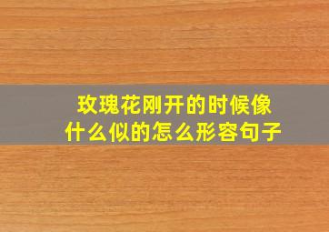 玫瑰花刚开的时候像什么似的怎么形容句子