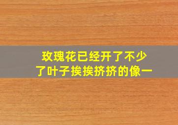 玫瑰花已经开了不少了叶子挨挨挤挤的像一