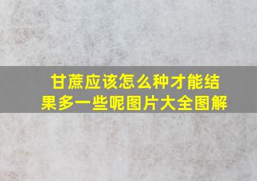 甘蔗应该怎么种才能结果多一些呢图片大全图解