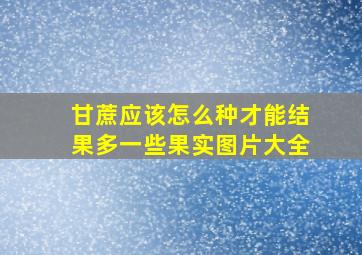 甘蔗应该怎么种才能结果多一些果实图片大全