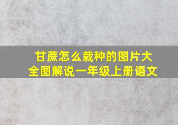 甘蔗怎么栽种的图片大全图解说一年级上册语文