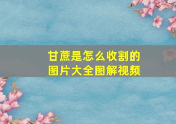 甘蔗是怎么收割的图片大全图解视频