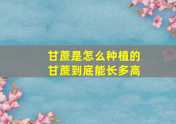 甘蔗是怎么种植的甘蔗到底能长多高