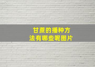 甘蔗的播种方法有哪些呢图片