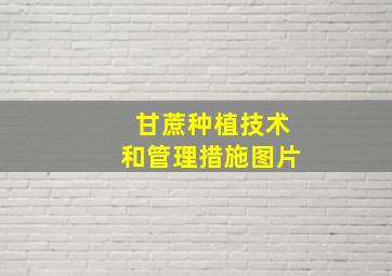 甘蔗种植技术和管理措施图片