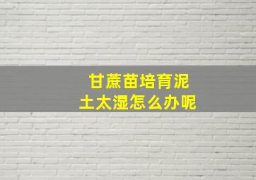 甘蔗苗培育泥土太湿怎么办呢