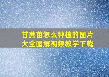 甘蔗苗怎么种植的图片大全图解视频教学下载