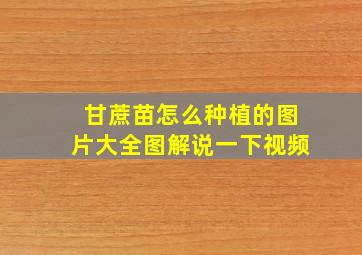 甘蔗苗怎么种植的图片大全图解说一下视频