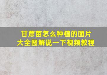 甘蔗苗怎么种植的图片大全图解说一下视频教程