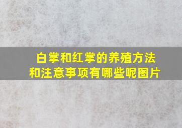 白掌和红掌的养殖方法和注意事项有哪些呢图片