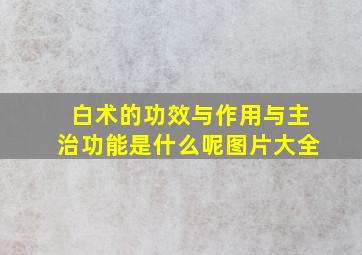 白术的功效与作用与主治功能是什么呢图片大全